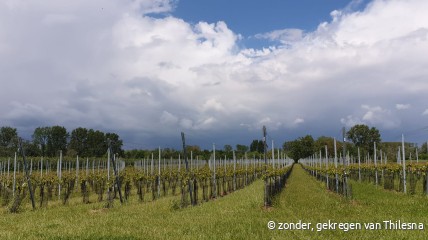 Bezoek aan het wijndomein Thilesna in Dilsen