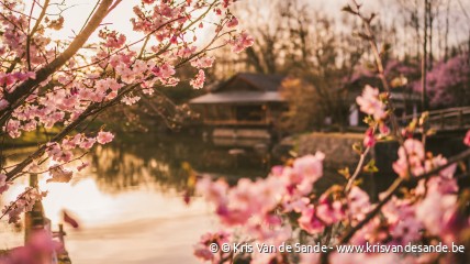 Geleid bezoek Japanse tuin, Hasselt